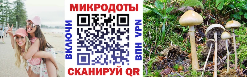 Псилоцибиновые грибы Psilocybine cubensis  Шахунья 